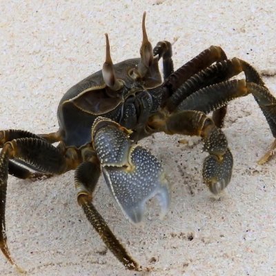 crab94532990 Profile Picture