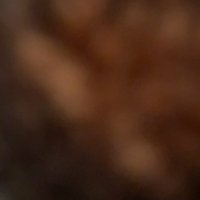 elcholito (@rogeliocuevasr) 's Twitter Profile
