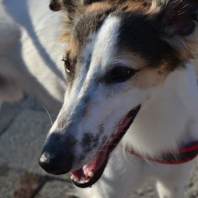 DanteSilken's profile picture. 