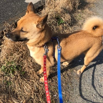 まるのおうち 大好きなかみかみおもちゃもらって一生懸命おしごと もりっとしたぷりけつがチャーミング 笑 まるのおうち 保護犬 愛犬 ペット 犬のいる生活 犬好きさんと繋がりたい