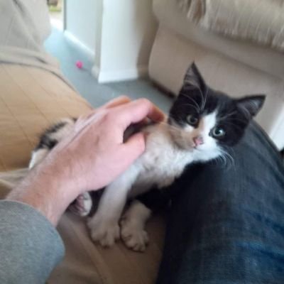 Mynameisralf1's profile picture. I'm Ralf. I was born feral, but rescued from an engine. For six years I'd a wonderful happy life with a whole tribe of my furry friends. Enjoy ❤️❤️😊😊