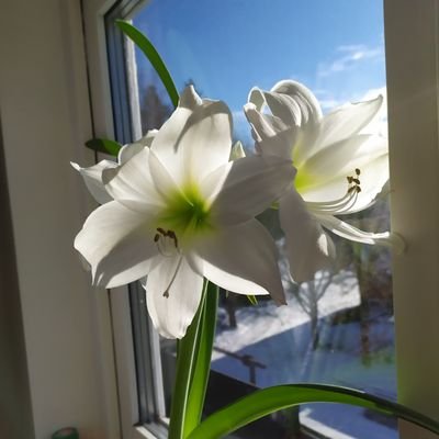 nadiye9tr's profile picture. 