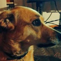 Antonio Barreto (@rabiamuffin) 's Twitter Profile