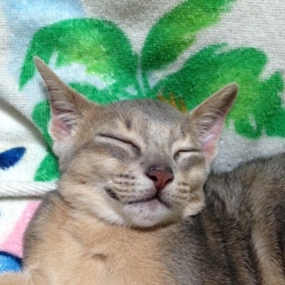 pizzaofdeathrec's profile picture. 日本株、米国株、投資信託、IDECO、NISA勉強中です🙂