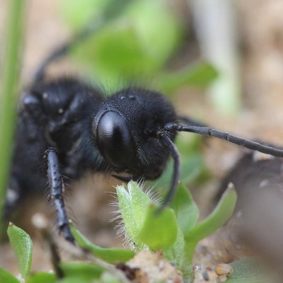 He/him | Anticapitalist and anti-imperialist | Amateur entomologist