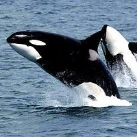 eitahisamitsu's profile picture. 多摩の何でも屋さん・After5 Lab Band・数学大好きな息子が1人・鰻大好き・シャチ