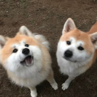 Nagiii Gooo On Twitter お尻はダメみたいです 笑笑 秋田犬 秋田 Akita Akitadog ぬいぐるみ 凪 凪ちゃん なぎちゃん なぎ お転婆娘 破天荒 剛 1歳と3歳 もふもふ 同じ犬種 同じ犬種とは思えない 犬のいる暮らし 犬のいる生活 いぬのいる