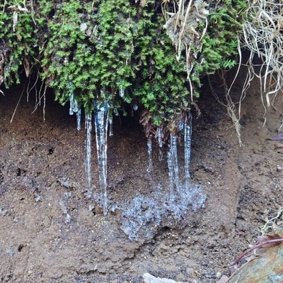 ChaKahluaDaniel's profile picture. 🧊