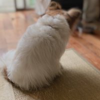 γγγπ¦ (@m2058k) 's Twitter Profile