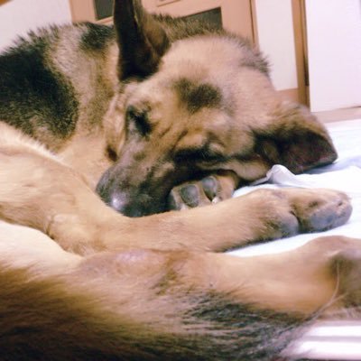 inu_grh_'s profile picture. アイコンは先代のシェパードのげんさん 今は保護犬のリム ラフコリーのヒカル の過去の写真も今日の写真も 姉🐧と妹🦈で2人で管理してます