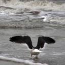 sandy sierra - @sandy31797 - Twitter