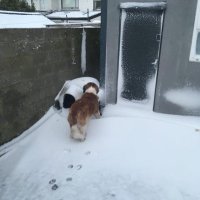 Keith Daly (@snoopy511971) 's Twitter Profile