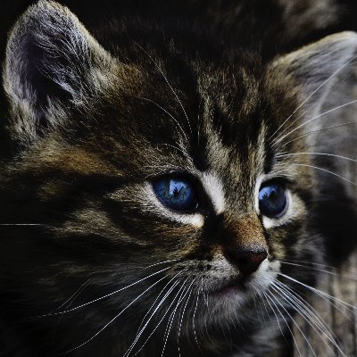 Dorsal_striatum's profile picture. A promiscuous neocortex that is constantly facing short-circuits.