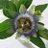 SoB25875829's profile image