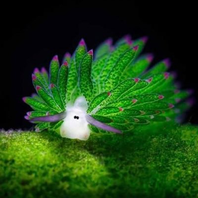 openopenopen's profile picture. Kristen Gallagher; writer; intergeneric garden figure; fictional scientist; animal futurist; she/they