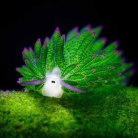 minor_ecologist ๐ฆ๐๐๐ฆ๐๐ธ (@openopenopen) 's Twitter Profile