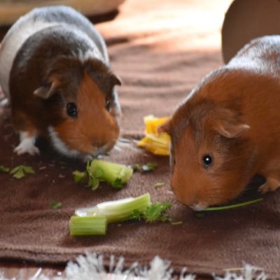 We’re Trigger and Dave and we love parsley and basil!