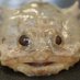 The Toadfish Lab (@toadfishlab) Twitter profile photo The Toadfish Lab (@toadfishlab) Twitter profile photo