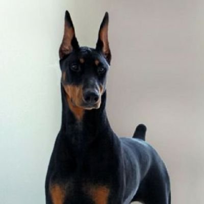 BradRocket1's profile picture. 