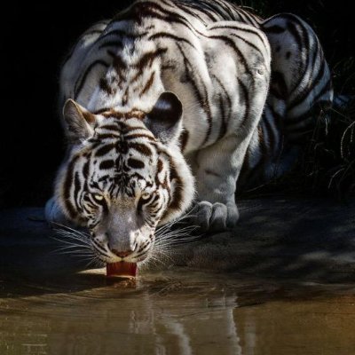 juliteratta's profile picture. للاستفستار تفضلوا راسلونا عبر  الواتساب: 966548414835

رابط مباشر الحساب 👈 https://t.co/t52Qsn0thP