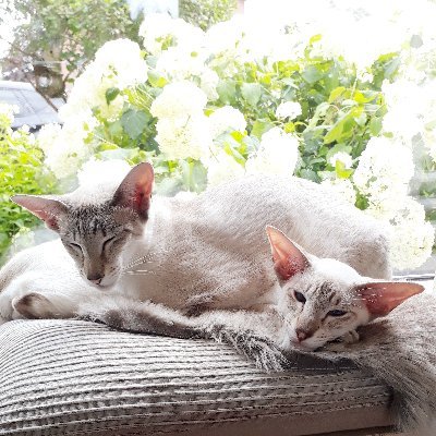 didoeva's profile picture. PSV PSV en PSV kinderen en  
kleinkinderen mijn Siamezen Dana en Lazou ,bloemen ,natuur en vogels.