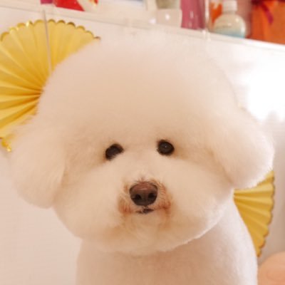 zutosan36's profile picture. 品川区在住 57歳 独身 身長176cm 体重66kg 血液型🅱️ 気が弱く高所恐怖症❗️泳げないので海もダメ‼️シイタケはもっとダメ👎趣味 バラ🌹 カメラ📷 ゴルフ⛳️ ドローン 好物 餃子 卵料理 🤤日課は①早朝に走る②サプリメント③晩酌しながら田中みな実😁