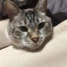 SatoshiTokuhira's profile picture. 60代男、日本の普通の生活、文化を守りたい。