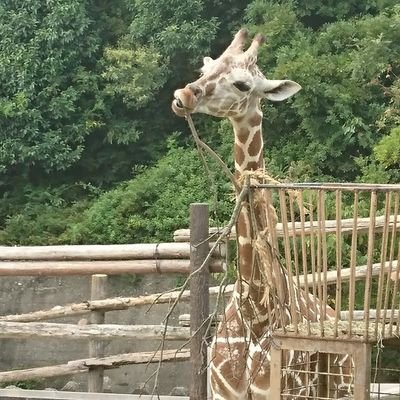 キングジラフ 松山英樹さんマスターズ初制覇おめでとうございます 松山英樹 マスターズ キングジラフ 松山英樹さんマスターズ初制覇おめでとうございます 松山英樹 マスターズ