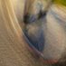 Insert name of liking (@pigeonoftruth) Twitter profile photo Insert name of liking (@pigeonoftruth) Twitter profile photo
