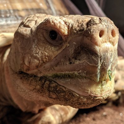 professional tortoise. 

Geochelone sulcata