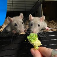 Oadhan Lynch (@oadhan) 's Twitter Profile Photo