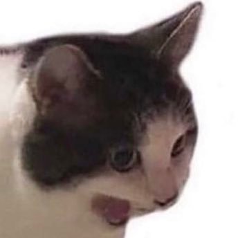 trottythethotty's profile picture. || if I’m not talking about the state of the world I’m probably talking about anime, but usually the former || https://t.co/eMGYSE7Za6