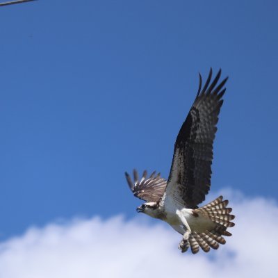 Artist, cloud spotter, leaf peeper, and more recently...bird watcher.