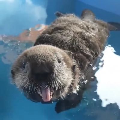 Rangers 🏒Giants 🏈 Sea Otters 🦦