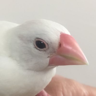 72FqweNr7P9bOMT's profile picture. 🎹🦀2021年1月生まれの白文鳥のチキンがウチに来てくれました。2021年10月生まれのクリーム文鳥のグリフォンがウチに来てくれました。