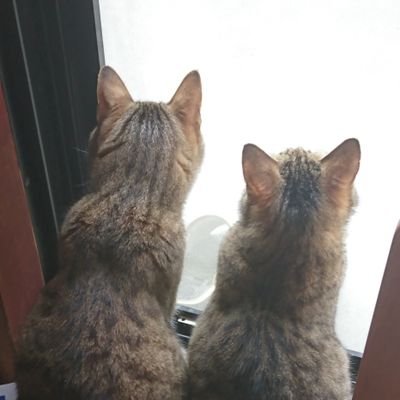 kao🐱さんのプロフィール画像