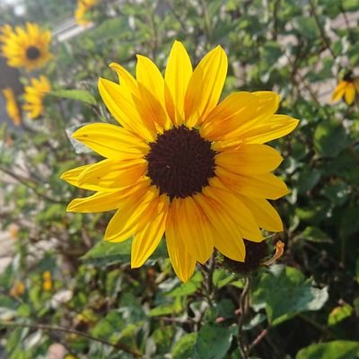 🌻陽花里🌻 (@Hikari3himawari) / X