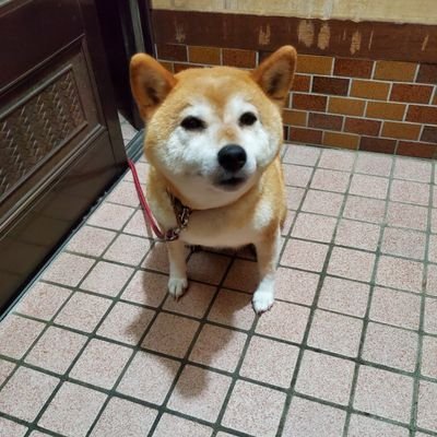 あずきという犬かもです 楽しめ 楽しめ あずきという犬かもです 楽しめ 楽しめ