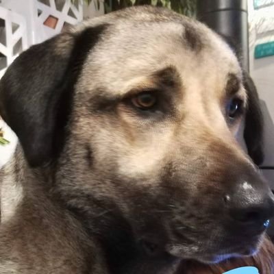 suivez mes 5 poilus
ambassadrice petsaddict bénéficiez de 15% de réduction supplémentaire avec le code Parkerandmoon