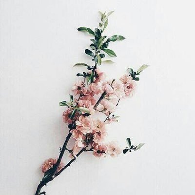 TDK_Bella's profile picture. Count