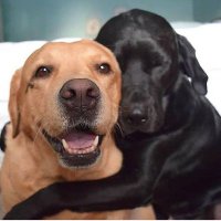 RetrieverLabrador(@RetrieverLabra1) 's Twitter Profile Photo