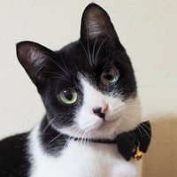 ハチワレ猫フィリックスの猫垢(@_firikkusu_) 's Twitter Profile Photo