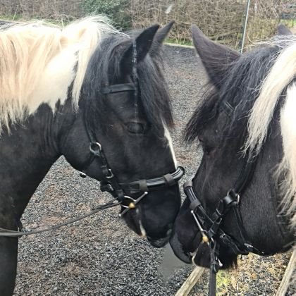 janeatack1's profile picture. UKCC level 2 Coach and British Dressage judge. Horse and animal mad. Loves reading and baking.