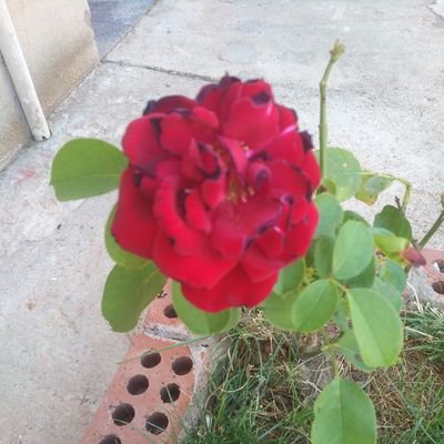 Ozan57068066's profile picture. 8