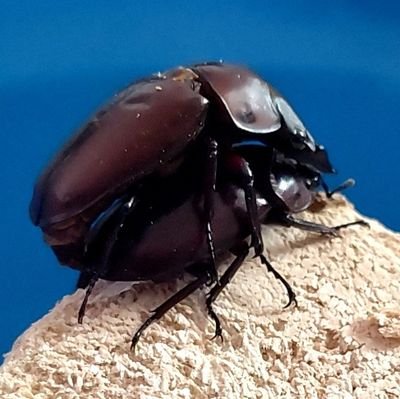 香川大学 農学部 M2 ♂
仲良くしてくれたら嬉しいです
無言フォローすみません
目指せ標準体重