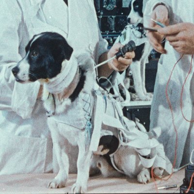 映画 犬は歌わない 公式アカウント Spacedogsjp Twitter