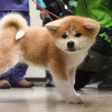 みき 先生 正義のミカタ 本当にお疲れ様でした ロシアの青いパンツのことは少し知ってましたが今日よくわかりました まさか青いパンツを中村先生がご持参 装着されるとは 藤井先生と中村先生の対談をぜひ聞きたいです しかし話はどの方向へいくのか