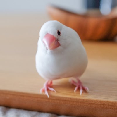文鳥のQooとあずきさんのプロフィール画像
