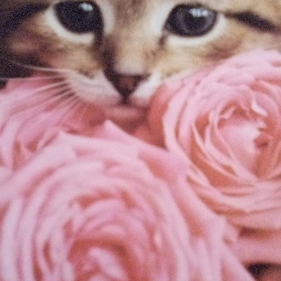 AdvocacyNOW2's profile picture. 