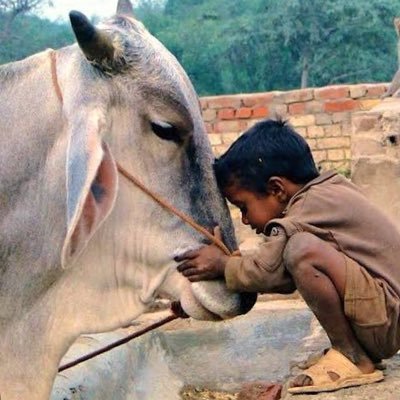 LastBenchersC's profile picture. Cow Lover